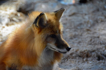 Red  fox in spring time