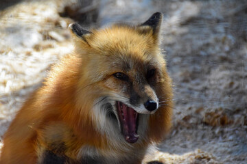 Naklejka na ściany i meble Red fox in spring time