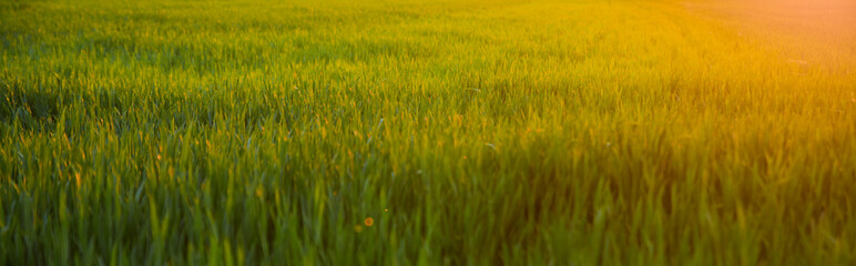 countryside field, sunny day in the countryside, green grass