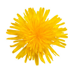 Dandelion flower isolated on white background without shadow.