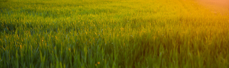 countryside field, sunny day in the countryside, green grass