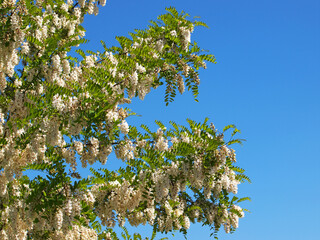 Locust tree blossom, Robinia pseudoacacia