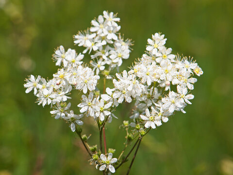 White flowers of Dropwort or Fern-leaf dropwort, Filipendula vulgaris
