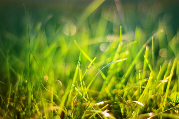 Summer vibrant green grass close-up.  - 358043037