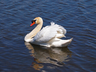 Obraz premium Swan male, Cygnus olor
