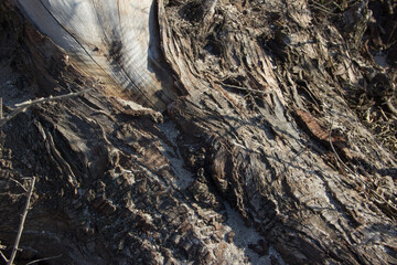 Wood texture of cut tree trunk in forest, close-up