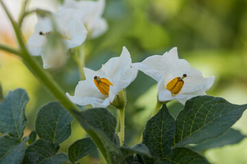 Potato plant blooming close up of the white flowers.