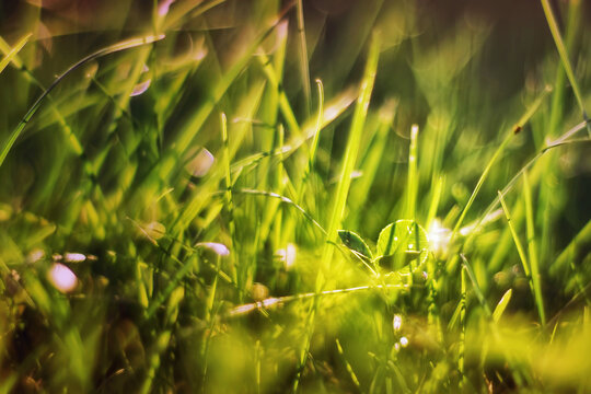 Summer vibrant green grass close-up. 