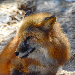 Red  fox in spring time