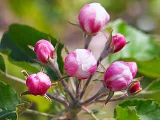 Pink spring apple blossom