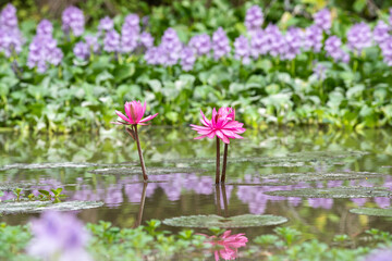 Lotus bloom colorful pink in the lake.