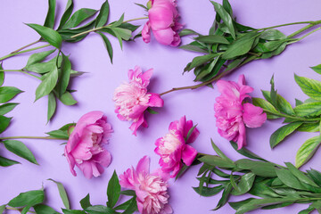 Flower wallaper of pink peony on purple background. Close-up