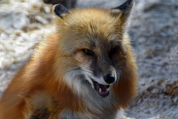 Red  fox in spring time