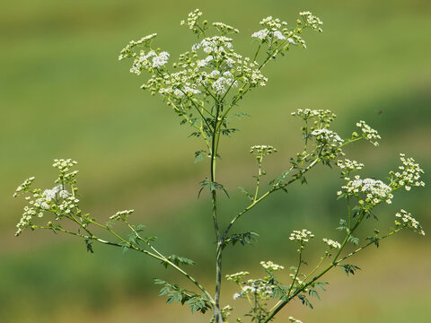 Hemlock Or Poison Hemlock Plant, Conium Maculatum