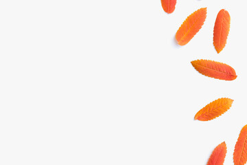 autumn leaves on white background, rowan leaves on white background