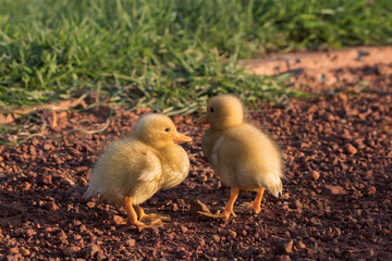 The Pekin or White Pekin ducklings standing on the gravel