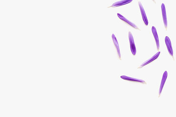 purple petals on a white background, background with petals, aster petals