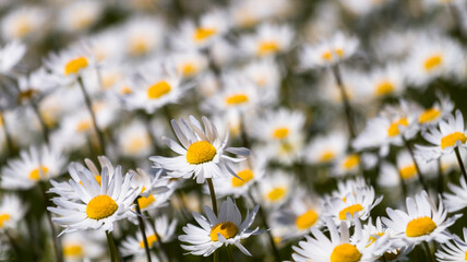 Fototapeta premium Daisy time. Daisies in the meadow and close-up
