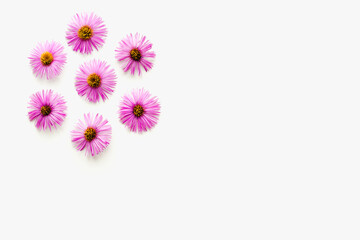 santbrinks on a white background, purple flowers on white background