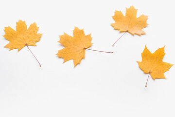 maple leaves on white background, autumn leaves