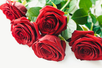 red roses on a white background, Red roses, bouquet of roses
