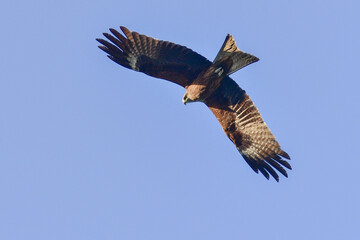 Kite in the sky above the city