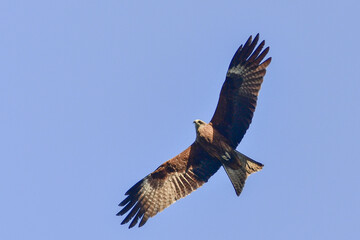 Fototapeta premium Kite in the sky above the city