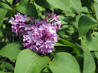 Lilac, blooming branch close-up. Floral background. Spring delicate flowers. The lilac branch is covered with purple flowers and young foliage.