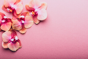 Fototapeta na wymiar Orange Phalaenopsis Orchid Plant or Moth Orchid on Pink Background