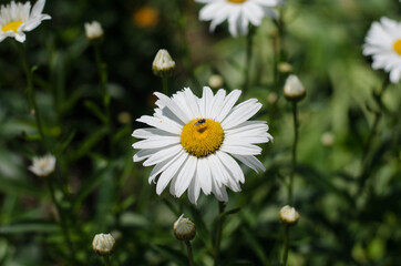 Fototapeta premium Spring wild flower. A bee is sitting on a flower.