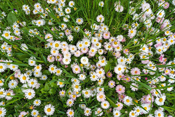 Chamomile field flowers in garden or daisies flowers blooming in grass background. Summer flowers...
