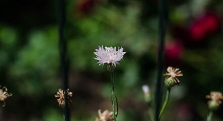 Spring wild flower. A bee is sitting on a flower.