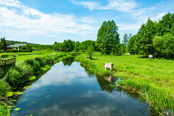 Podlasie Podlaskie Narwiański Park Narodowy Rzeka woda krowy pastwisko drzewa