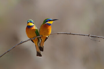 Blue-breasted bee-eaters sitting on a branch in Lake Langano in Ethiopia