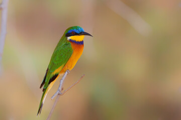 Blue-breasted bee-eater sitting on a branch in Lake Langano in Ethiopia