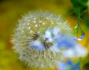  a bouquet of dandelions close-up