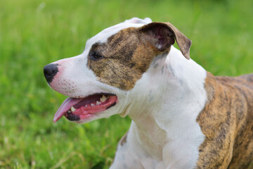 American Staffordshire Terrier