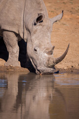 White Rhino close up on face drinking water in Kruger Park South Africa