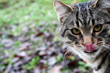 the cat tongue