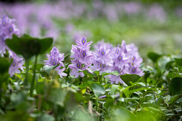 Close up water hyacinth flower fields bloom colorful purple in the lake.