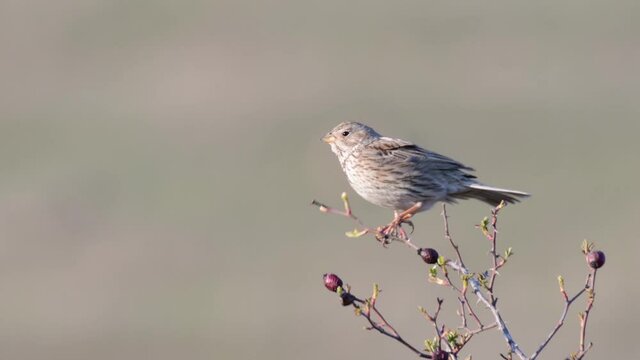The Corn Bunting (Miliaria calandra ) singing.