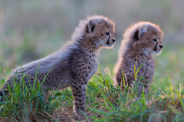 Two fluffy and alert cheetah cubs sitting in green grass in Kruger Park South Africa