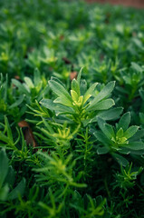 Green leaves in the garden