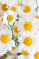 Fototapeta na wymiar White Daisy flowers close up. Spring or summer chamomile flowers wallpaper. Top view.