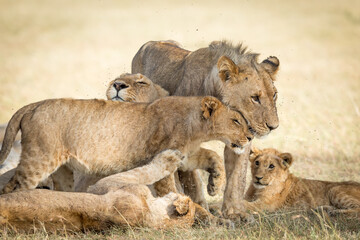 Lion pride greeting each other and bonding showing affection in Masai Mara Kenya