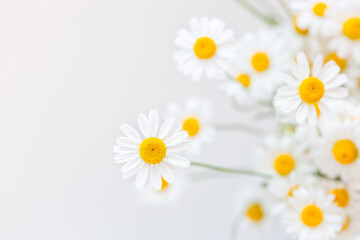 White background with chamomile flowers and copy space. Flat lay, top view, copy space. Spring, summer concept
