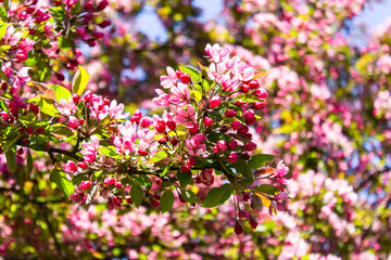 Inflorescences of pink sakura flowers on a background of green leaves.