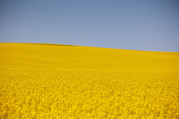 wide yellow canola field abstract
