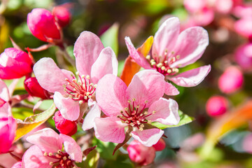 A close up shot of pink sakura flowers against a bokeh background.