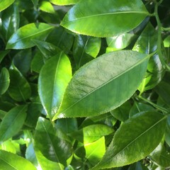Glossy dark green leaves of a Camellia plant